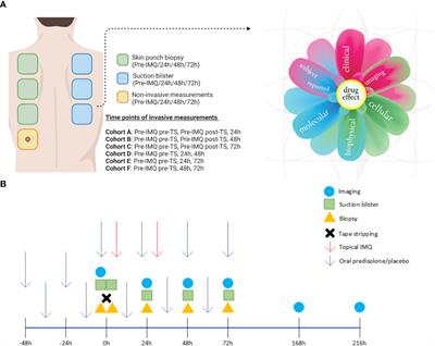 Oral prednisolone suppresses skin inflammation in a healthy volunteer imiquimod challenge model